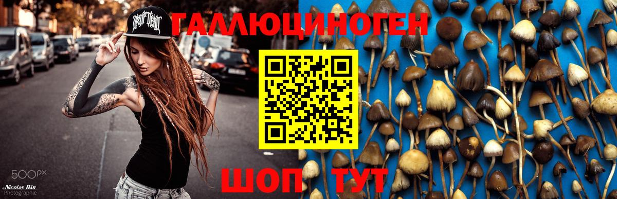 Галлюциногенные грибы Psilocybine cubensis Азов
